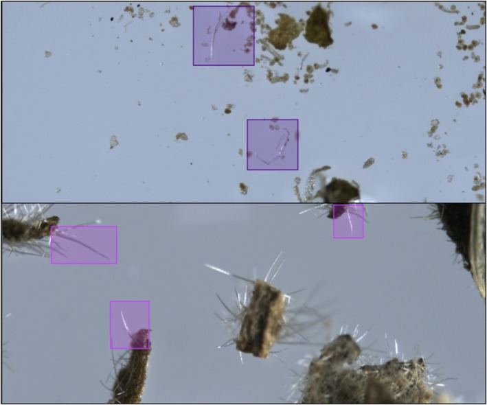 Samples of original images and bounding box annotations from the data collected, used for training the object detectors. Top – genuine, non‐glandular trichome hairs in cannabis; bottom – trichome hairs on non‐cannabis plants.