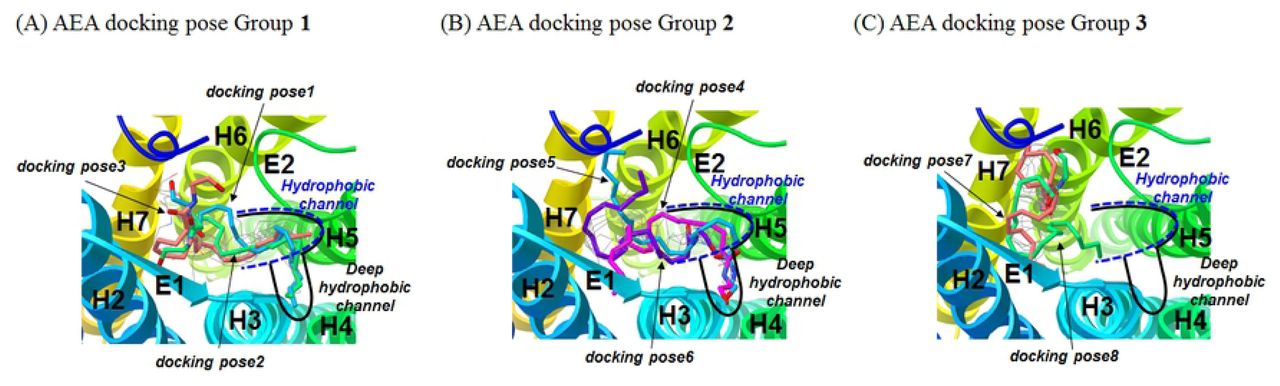 Selection of eight representative AEA docking poses from AutoDock docking poses.(A) AEA docking pose Group 1: docking pose1 (in cyan), docking pose2 (in green) and docking pose3 (in orange). (B) AEA docking pose Group 2: docking pose4 (in magenta), docking pose5 (in cyan) and docking pose6 (in purple). (C) AEA docking pose Group: docking pose7 (in orange) and docking pose8 (in green). Not all of the Autodock docking poses are displayed for clarity.