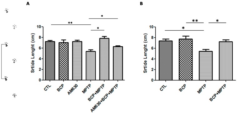 The gait test. The protective effects of BCP administered both intraperitoneally (A) and orally (B) against MPTP-induced behavioural impairment in mice. The MPTP-lesioned mice exhibited a significant decrease in the average stride length 3 days post-lesion compared to that of the CTL-treated mice. The data are presented as the mean ± SEM of six individual experiments. Intraperitoneal: ** p < 0.01, CTL vs. MPTP. * p < 0.05, MPTP vs. BCP + MPTP. * p < 0.05, MPTP vs. AM630 + BCP + MPTP treatment. Oral: * p < 0.05, CTL vs. MPTP. ** p < 0.01, BCP vs. MPTP. * p < 0.05, MPTP vs. BCP + MPTP treatment.