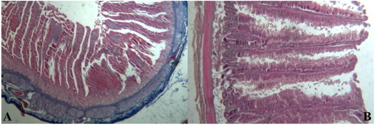 Cross section of small intestine of broiler chickens fed hemp seed cake (at 10% of diet). (A) Section of duodenum showing mucosa with several long villi and deep crypts (Azan Mallory, 10×). (B) Magnification of some villi with normal columnar epithelium (H&E, 250×).