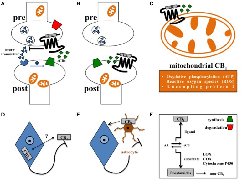 Principles of central CB1 signaling in control of feeding behavior. (A) Retrograde signaling of eCBs at presynaptic CB1 impacts feeding (Bellocchio et al., 2010). (B) Postsynaptic CB1 at POMC neurons affects feeding in DIO (Morello et al., 2016). (C) Cannabinoids interfere with mitochondrial CB1 in hypothalamic feeding regulation (Koch et al., 2015). (D) Whether activity-dependent subcellular distribution of CB1(Thibault et al., 2013) accounts for control of food intake is still open. (E) Astroglial CB1 regulates the metabolic effects of leptin in cultured astrocytes (Bosier et al., 2013), and thus might contribute to astrocyte-dependent control of feeding behavior in the hypothalamus (Kim et al., 2014). (F) Enzymes of eCB synthesis or degradation control eCB levels in a spatial and temporal manner (Pertwee, 2014). Moreover, eCBs not only function as CB1 ligands, but also as substrates of specific enzymes, such as lipoxygenases (LOX), cyclooxygenases (COX), or cytochrome P450, supporting the idea that the ECS might also transmit metabolic effects independently from CB1 signaling (non-CB1).