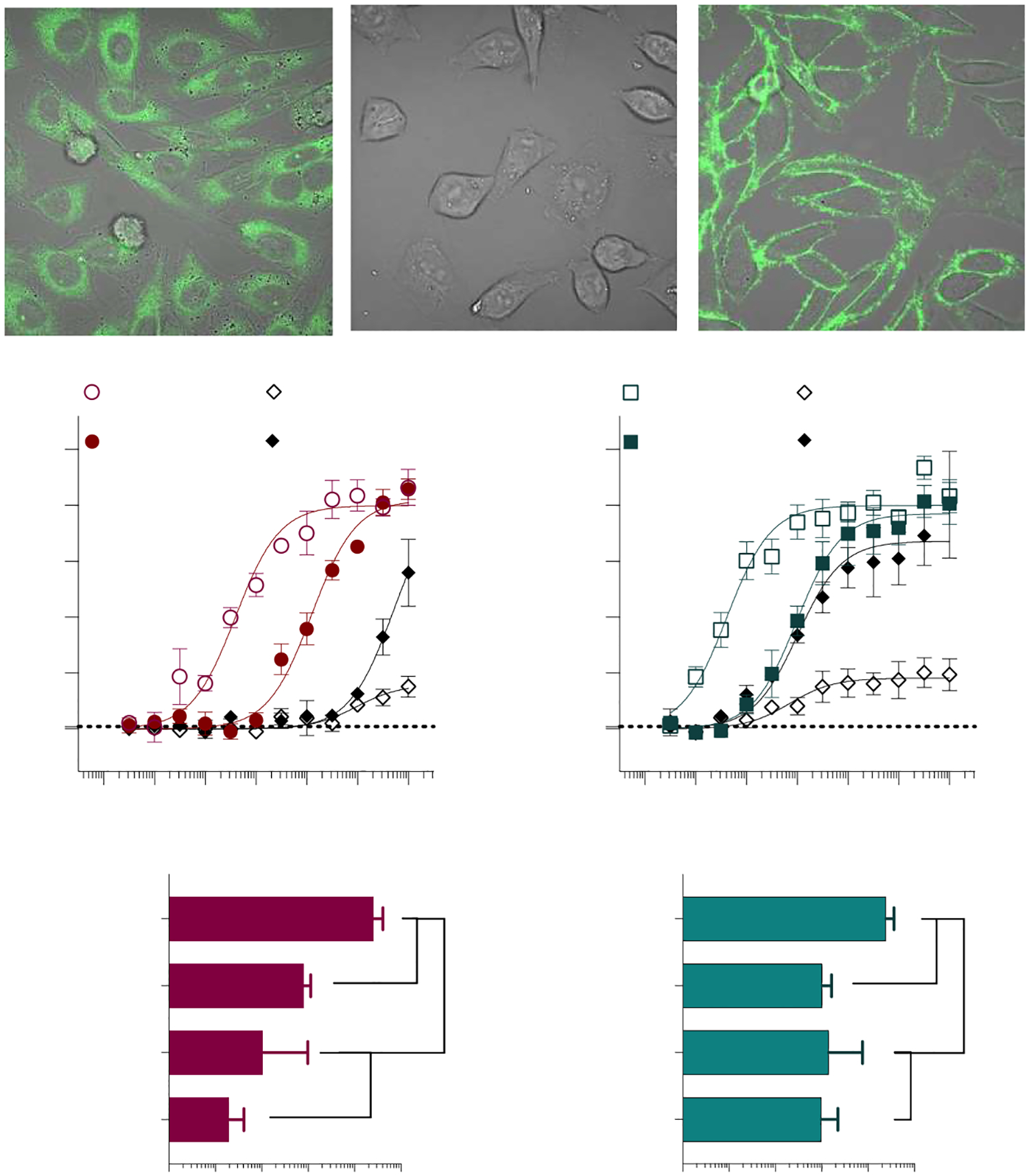 Constitutive internalization of the hCB1 Y275A5.39 mutant.Confocal microscopy detects intracellular labeling of the CB1 Y275A5.39 mutant stably expressed in CHO-K1 cells upon fixation and permeabilization (A) with a fluorescent 488-anti-HA antibody that recognizes the HA tag on the N-terminus of the receptor. No cell surface labeling of the receptor is seen in live cells (B). Overnight treatment with the antagonist SR141716A leads to detection of the receptor at the cell surface in live cells (C). CP55,940 (D) and AM12033 (E) activity in the cAMP assay is compared following overnight 10 μM antagonist or vehicle treatment of the wildtype hCB1 and hCB1 Y275A5.39. Summaries of the pEC50 values for CP55,940 (F) and AM12033 (G) are presented with 95% CI (**** p < 0.0001; ** p < 0.01; ns = not significant). Confocal microscopy images were captured with a 100× objective, with a light field applied and no digital zoom; data are representative of more than 3 individual experiments. Curves are presented as the mean of 3 or more individual experiments with S.E.M. See Supplemental Figure S3 for replicates.