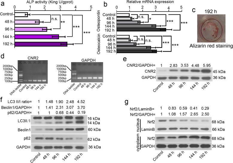 Alterations in CNR2, autophagy molecules, and Nrf2 during osteogenic differentiation in vitro. To stimulate osteogenic differentiation, hFOB 1.19 cells were transferred from 34 °C to 39 °C, and cultured for indicated periods. a ALP activities of hFOB 1.19 cells were determined via a commercial kit. b The expression levels of osteopontin and osteocalcin, two osteogenic markers, were analyzed with real-time PCR. c Cell mineralization was determined with Alizarin red staining. d mRNA expression levels of CNR2 and GAPDH were determined with RT-PCR. e-g Protein levels of CNR2, LC3, beclin 1, p62 and Nrf2 (nuclear and cytoplasmic) were determined with western blotting, and normalized to that of GAPDH or laminB. Symbols*, ** and *** indicated a p value < 0.05, < 0.01 and < 0.001