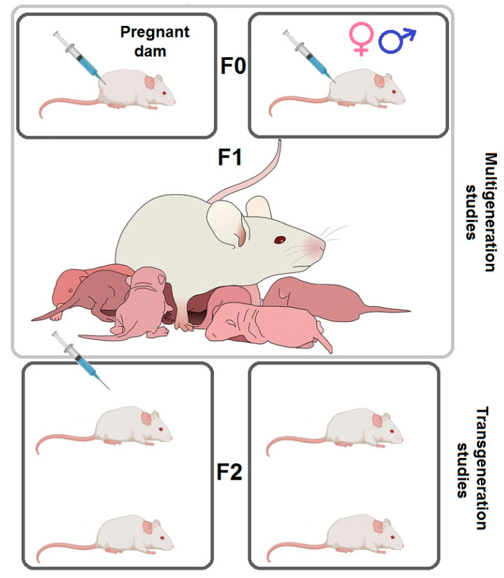 Scheme for testing intergenerational transmission of drug addiction. For the study of multigeneration transmission, the influence of the F0 generation, either with pregnant females only or both male and female rats, is used, then the F1 generation is tested. For the study of transgenerational transmission, the F0 generation is influenced as in the previous case. The F1 generation may or may not be affected and the F2 generation rats are tested.