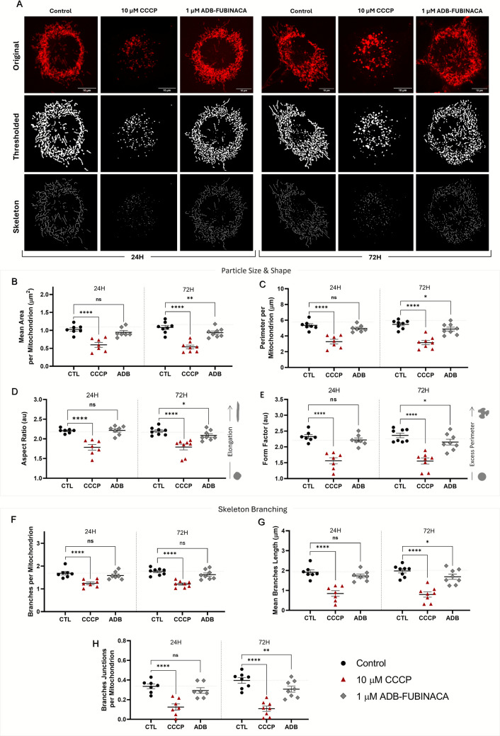 Assessment of mitochondrial morphology in the soma of NG108-15 cells, following 24 and 72 h treatment with 1 µM ADB-FUBINACA. (A) The mitochondrial network images stained with the PKMito RED probe are presented in their raw format as well as following thresholding and skeletonization processing. Images were quantified and analyzed with the Mitochondria Analyzer Plugin from Fiji (ImageJ), enabling the assessment of various parameters such as (B) mean mitochondrial area, (C) perimeter, (D) aspect ratio, (E) form factor, (F) number of branches per mitochondrion, (G) mean branch length, and (H) number of branch junctions per mitochondrion. Results are presented as mean ± SEM, based on at least seven independent experiments. Between 7 and 14 cells were analysed per condition in each independent experiment, resulting in a minimum of 70 cells evaluated per condition across all experiments. *p < 0.05, **p < 0.01, compared to the respective vehicle control (72 h), using Nested one-way ANOVA, followed by Dunnett’s post-test