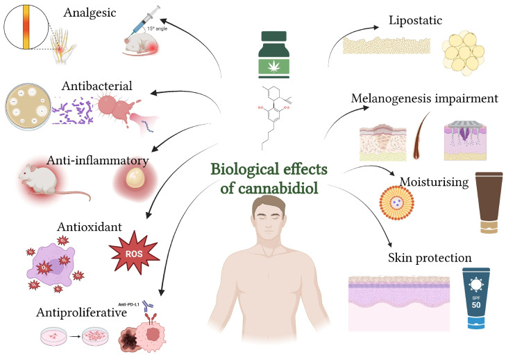 Biological effects of cannabidiol (CBD) on the skin (created with BioRender.com).