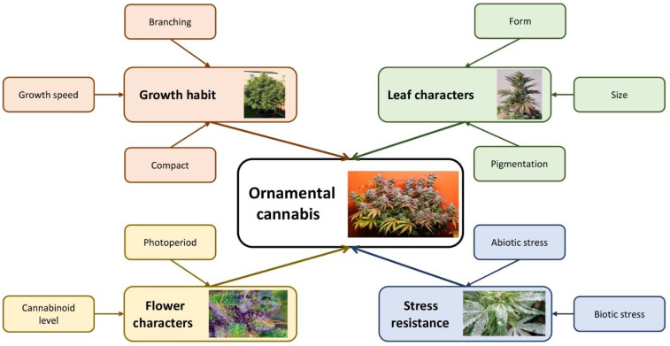 A schematic view of important economic traits of ornamental cannabis.