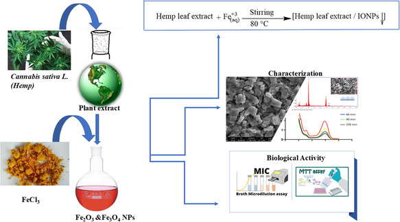 A schematic plan of the “green synthesis” of IONPs and subsequent work.
