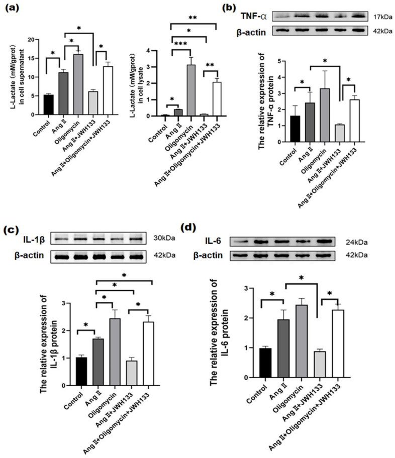 ATP synthase inhibitor oligomycin reversed the inhibitory effects of JWH133 on lactic acid, TNF-α, IL-1β, and IL-6 in BV2 cells treated with AngII. (a) Oligomycin effectively counteracted the inhibition of JWH133 on AngII-induced lactic acid increase. Oligomycin effectively reversed the JWH133-mediated inhibition on TNF-α (b), IL-1β (c), and IL-6 (d) protein increases induced by AngII. The results are expressed as the mean ± SEM (n = 5 times, * p < 0.05, ** p < 0.01, *** p < 0.001). Original blot images can be found in Supplementary File S1.