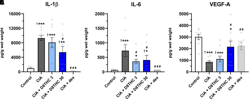 Δ8-THC blocks effects of CIA on paw cytokine levels. Whole hind paws were collected at the end of the experiment and homogenized to quantify IL-1β, IL-6, and VEGF-A via multiplex ELISA. Levels of (A) IL-1β and (B) IL-6 were increased, and (C) VEGF-A was decreased in the CIA condition. These CIA-induced changes were blocked by Δ8-THC (30 mg/kg) or DEX treatment (twice daily, 14 days). Data are expressed as mean ± S.E.M. (n = 8–10). *-***P < 0.05-0.0005 versus (non-CIA) control, #-###P < 0.05-0.0005 versus CIA, †P < 0.05 versus DEX.