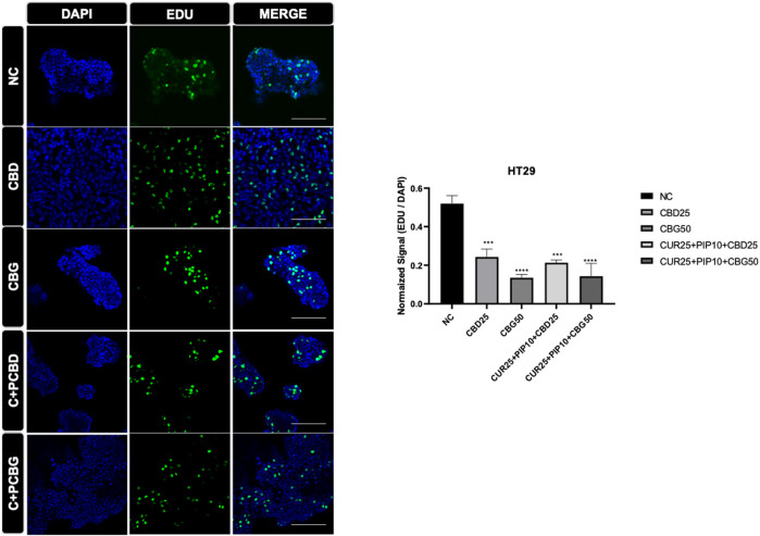Representative results of the EDU assay are shown for HT29 cell line. Dividing cell were labelled with EDU (green). DAPI staining was in blue in the nucleus. Histogram graph was indicated normalized signaling rate of EDU cells.