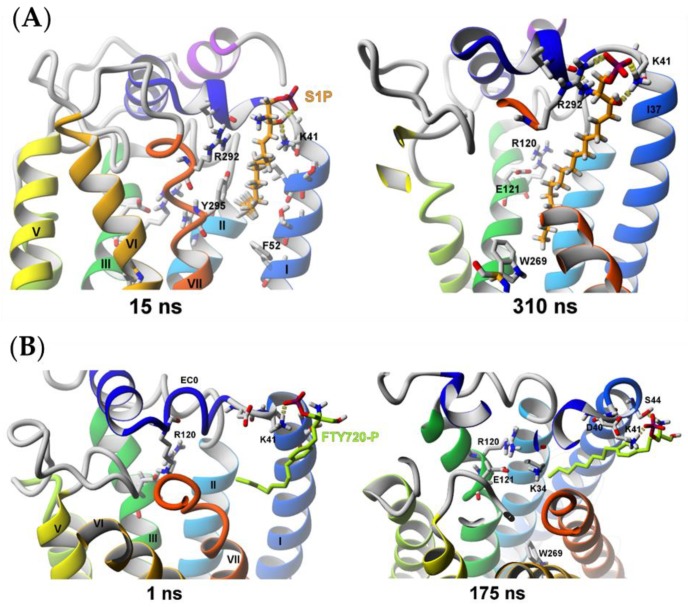 SuMD simulation of two agonists trying to enter to the inactive S1P1 receptor structure (PDB ID: 3V2Y). (A) S1P ligand; (B) (S)-FTY720-P ligand.