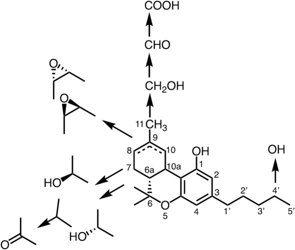 Metabolic pathway of tetrahydrocannabinol.