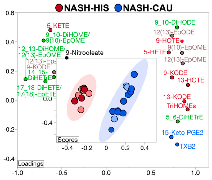 Supervised multivariate clustering model demonstrating ethnicity specific oxylipins profile discriminates Hispanic (HIS) and Caucasian (CAU) with non-alcoholic steatohepatitis (NASH) without advanced fibrosis. Score plot for NASH-HIS (red) vs. NASH-CAU (blue) when excluding stage 3 and 4 fibrosis. Light color represents subjects from primary cohort and dark color represents secondary cohort. The model was performed on all profiled lipids. Lipid mediators are colored according to metabolizing enzyme pathways, lipoxygenase, and autoxidation (red); cytochrome p450 epoxygenase (brown); and soluble epoxide hydrolase (green); cyclooxygenase (blue); other (black). The model was validated with leave-one-out cross validation. The Q2 and R2 are 0.99 and 0.98, respectively. Details on variable importance into the projection scores are shown in Table S4. NASH (n = 9 HIS and 13 CAU). DiHETE, dihydroxyeicosatetraenoic acid; DiHETrE, dihydroxyeicosatrienoic acid; DiHODE, dihydroxyoctadecadienoic acid; DiHOME, dihydroxyoctadecenoic acid; Ep-KODE, epoxyoxooctadecenoic acid; EpETE, epoxyeicosatetraenoic acid; EpODE, epoxyoctadecadienoic acid; EpOME, epoxyoctadecenoic acid; HETE, hydroxyeicosatetraenoic acid; HOTE, hydroxyoctadecatrienoic acid; KETE, keto-eicosatetraenoic; KODE, keto-octadecadienoic acid; PGE, prostaglandin E; TriHOME, trihydroxyoctadecaenoic acid; TXB, thromboxane.