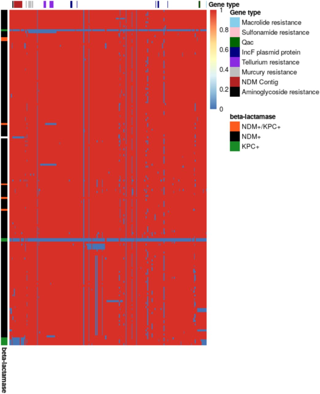 The majority of K. pneumoniae ST147 isolates from this study contain the majority of genes from a multi-drug resistant IncF plasmid, including an NDM-/KPC+ outgroup.Heatmap of genes on plasmid rows are genome sequences and columns are genes. Rows are ordered by the phylogeny and columns are linear order of the genes on the complete plasmid sequence. Red indicates gene presence and blue indicates gene absence. Loci of interest are indicated above the heatmap.