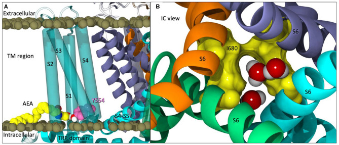 (A) The starting point of Build 2 with AEA (yellow) docked in each tunnel with the headgroup interacting with Y554 (pink). (B) An intracellular view of partial opening of the lower gate (I680 in yellow surface) with water molecules passing through.