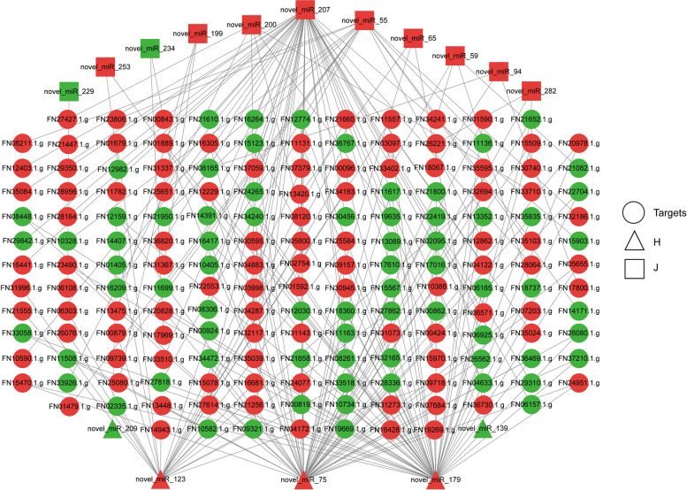 miRNA–mRNA interactions under NaHCO3 stress. The circles are target mRNAs. The triangles and squares are differentially expressed miRNAs of Huoma No. 1 and Jindao-15, respectively. Green and red represent downregulated and upregulated genes, respectively