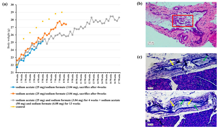 Preclinical Experiment. (a) Trends in the body weights of mice at 4, 8, and 17 weeks. (b) Bile duct with numerous intraepithelial neutrophils at 17 weeks. The densely populated and disorganized epithelial layer is infiltrated by numerous neutrophils (red box), indicative of acute inflammation. (c) The formation of neutrophil extracellular traps (NET, green arrows) and immune cell infiltration (myeloid cells, yellow arrows) through extracellular trap formation at 17 weeks.
