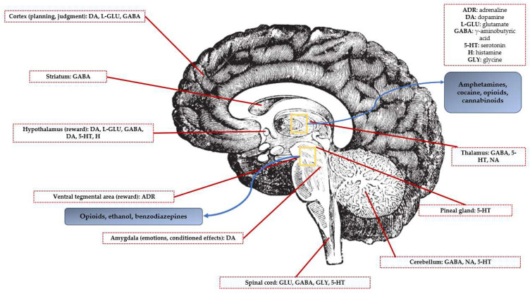 Schematic diagram of the human brain highlighting the main brain areas and neurotransmitter pathways implicated in reward processes.