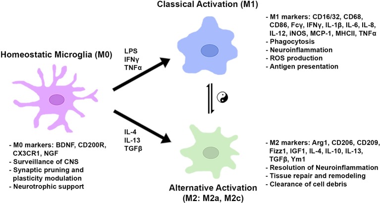 Microglial metabolic and gene regulatory states based on in vitro studies. In normal conditions, microglia take on a homeostatic state expressing genes for CNS surveillance, synaptic modulation, and neuronal trophic support. In the presence of pro-inflammatory stimuli, microglia are classically activated to induce genes for phagocytosis, ROS production, and antigen presentation. Anti-inflammatory cytokines activate genes to resolve inflammation, repair/remodel tissue, and clear cell debris. Microglial cells can shift between gene regulatory states dependent on environmental cues and stimulatory conditions.