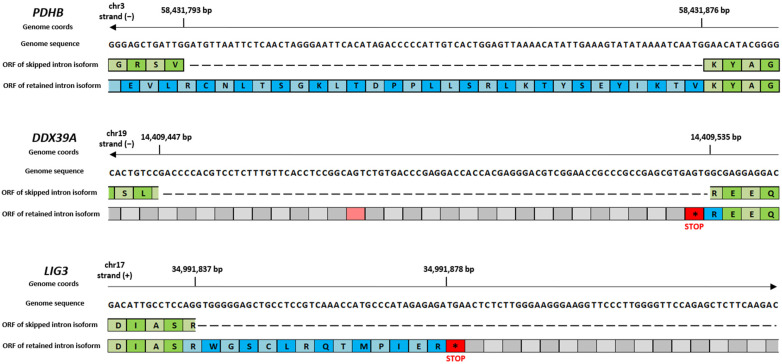 Examples of premature stop codon identification on RI events, obtained through manual IGV inspection. Three distinct examples of RI events in the PDHB, LIG3, and DDX39 genes are shown. These events resulted in the following outcomes: no premature stop codons in PDHB (ORF frame 1), one premature stop codon in LIG3 (ORF frame 2), and two premature stop codons in DDX39 (ORF frame 3). Asterisk symbols in red boxes were used to indicate translation stop codons. Green boxes represent amino acids coded by canonical isoform, whereas the blue ones represent amino acid of the alternative isoform.