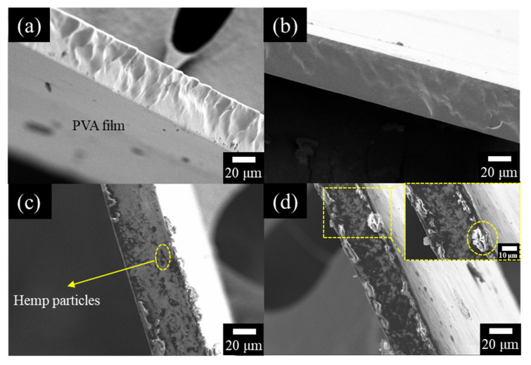 The cross-section images of hemp/ polyvinyl alcohol (PVA) composite films with different hemp particle weight ratios: (a) 0%, (b) 1%, (c) 5%, (d) 10%.