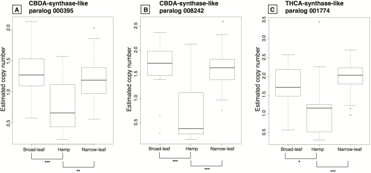 Estimated CN by group for three of the CBDAS/THCAS paralogs. Box plots for three of the paralogs from the 11 total paralogs of the CBDA/THCA synthase family from the PBBK assembly. Panels (A) and (B) depict the CBDAS-like genes and panel (C) is the THCAS-like gene. Significant values between the comparisons are given in the horizontal bars below each panel: ***P < 0.001, **P < 0.003, *P < 0.03. The estimated CN by group from the two CBDAS/THCAS paralogs in the PK assembly is given in Supporting Information—Fig. S1.