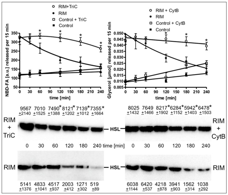 Loss of the Rimonabant-induced lipolysis and HSL translocation in adipocytes by ongoing lipid synthesis. Primary rat adipocytes, which had been metabolically labelled with -((7-nitrobenz-2-oxa-1,3-diazol-4-yl)amino)dodecanoic acid (NBD-FA), were pretreated (20 min, 37 °C) in the absence (Control) or presence of 10 µM Rimonabant (RIM). Thereafter, 500-µL aliquots of the incubation mixtures were transferred into 2-mL Eppendorf vials and then subjected to centrifugation (500x g, 2 min). Subsequently, the infranatant was removed by suction and the adipocytes were suspended in 2 mL of fresh incubation medium lacking Rimonabant. After two additional flotation cycles, the washed adipocytes were incubated (37 °C) in medium harboring 10 mM glucose and 0.1 nM insulin in the absence or presence of cytochalasin B (10 µM; CytB) or triacsin C (30 µM; TriC) for the periods indicated. Subsequently, the adipocytes were washed by flotation, resuspended and then incubated (15 min, 37 °C). Upper panel: The amounts of NBD-FA and glycerol released into the incubation medium were measured by fluorometry and enzymatically, respectively. Mean ± SD of two different adipocyte preparations with incubations/measurements in triplicate. Middle and lower panels: The amounts of HSL associated with LD, which were prepared from the homogenates of the adipocytes by centrifugation through sucrose cushions, were determined. For this, proteins contained in the top fraction were extracted from the lipids, then separated by SDS-PAGE and analyzed for HSL by immunoblotting. The images of a typical experiment with LD preparations and electrophoretic runs in triplicate with quantitative evaluations (mean ± SD) are shown. * p ≤ 0.05 for Rimonabant-treated adipocytes between absence and presence of TriC or CytB; no significant differences for control adipocytes.