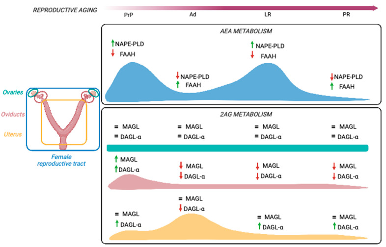 Schematic representation of age-related modulation of ECS in the female reproductive tract. A similar regulation of AEA metabolic enzymes is apparent in all organs (blue curve), whereas 2-AG metabolism seems to be differentially affected in an organ-specific manner (green: ovary, pink: oviduct, yellow: uterus). Abbreviations and annotation: Ad: adult; DAGL-α: diacylglycerol lipase α; FAAH: fatty acid amide hydrolase; LR: late reproductive; MAGL: monoacylglycerol lipase; NAPE-PLD: N-acylphosphatidylethanolamine-specific phospholipase D; PR: post-reproductive; PrP: prepubertal; pink arrow: reproductive aging timeline; green arrow: upregulation; red arrow: downregulation; =: unchanged.