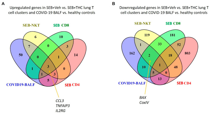 Comparison of SEB-induced cytokines and apoptosis from ARDS mice and COVID19 patients. (A): Venn diagram was used in the display of up-regulated genes related to proinflammatory cytokines from SEB-induced ARDS mice and COVID19 BALF patients. (B): Venn diagram was used for displaying common down-regulated genes related to the apoptosis pathway from SEB-induced ARDS mice and COVID19 BALF patients.