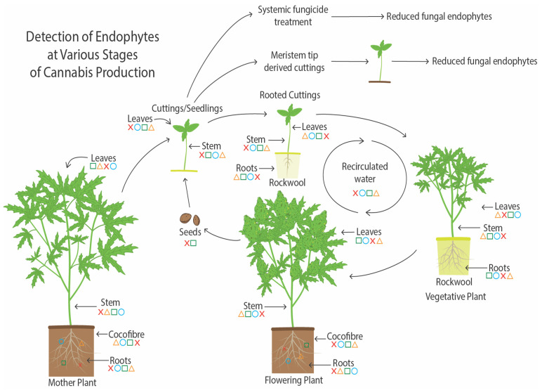 Summary of the distribution of endophytic species of fungi and yeasts during cannabis cultivation under greenhouse conditions. The symbols represent different groups of endophytes that have been found in the various locations based on results presented in this study.