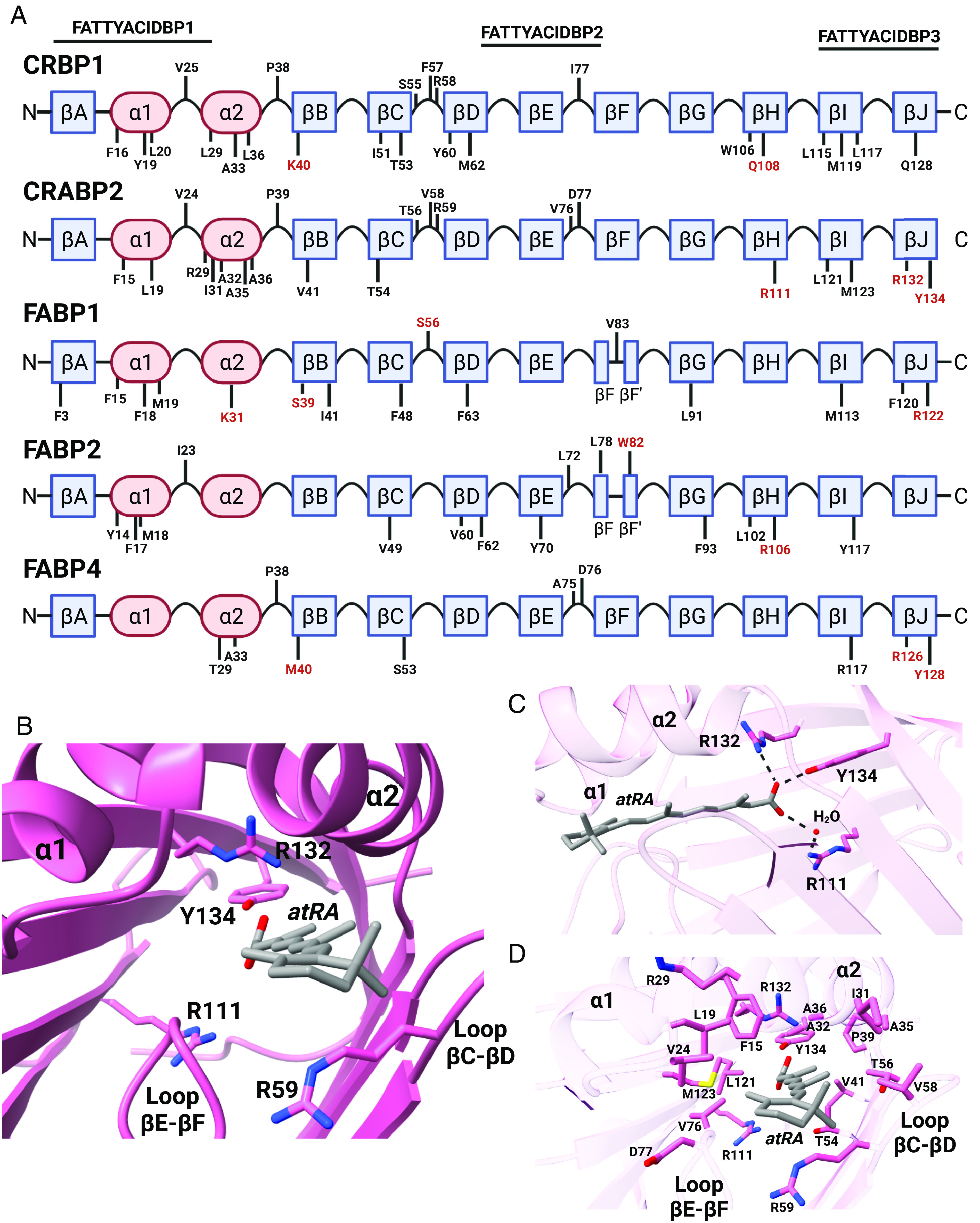 Binding characteristics of endogenous ligands with iLBPs. (A) The distribution of residues shown to interact with endogenous ligands for iLBPs are depicted along their structural features. Residues labeled in red font are involved in coordinating with the hydroxy or carbonyl groups of endogenous ligands via ionic interactions. (B) A top-down perspective into the atRA binding site of hCRABP2 (PDB 1CBS) with side chains that interact with atRA labeled. The position of R111, R132, and Y134 residues that coordinate with the carboxyl group of atRA are shown along with the position of R59 which interacts with the β-ionone ring. (C) Side view and positions of residues R111, R132, and Y134 are shown relative to the carboxylate of atRA along with hydrogen bonding interactions. (D) The amino acid sidechains that interact with atRA and form the atRA binding pocket in CRABP2 are shown. (Structures generated from PDB using ChimeraX; figure created with BioRender.com.)