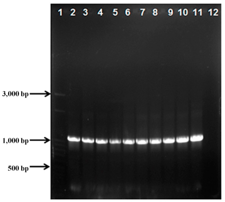 Colony PCR for pTXB1-MnP1 candidates. 1. MWM 50 bp step ladder; 2−11. Candidates; 12. Empty vector.