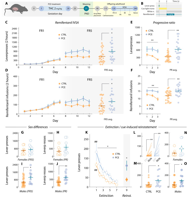 Motivation for drug (remifentanil) rewards in adult PCE rats.(A) PCE treatment and remifentanil self-administration schematics. (B) Operant task structure. (C) Daily active lever presses under FR1 (two-way RM ANOVA; treatmentF1,47 = 0.19 and P = 0.66; treat·dayF6,265 = 0.44 and P = 0.96) and FR5 schedules of reinforcement (two-way RM ANOVA; treatmentF1,47 = 5.43 and P = 0.024; treat·dayF4,188 = 1.98 and P = 0.09). The right dot plot shows average FR5 values (*t47 = 2.39 and P = 0.024). nCTRL = 27 and nPCE = 22. (D) Daily remifentanil infusions obtained under FR1 (two-way RM ANOVA; treatmentF1,47 = 0.07 and P = 0.77; treat·dayF6,262 = 0.53 and P = 0.77) and FR5 (two-way RM ANOVA; treatmentF1,47 = 4.11 and P = 0.048; treat·dayF4,188 = 2.14 and P = 0.07). The right dot plot shows average FR5 infusions (*t47 = 2.06 and P = 0.048). nCTRL = 27 and nPCE = 22. (E) Daily (two-way RM ANOVA; treatmentF1,43 = 12.5 and **P = 0.001; treat·dayF2,86 = 0.54 and P = 0.58) and average (Welch’s **t27.9 = 3.35 and P = 0.002) lever presses during PR testing. (F) Daily (two-way RM ANOVA; treatmentF1,39 = 8.11 and **P = 0.007; treat·dayF2,78 = 3.83 and P = 0.025) and average (**t39 = 2.85 and P = 0.007) PR remifentanil rewards. nCTRL = 25 and nPCE = 20. (G and H) Female rat lever pressing levels during FR5 (t17 = 0.58 and Bonferroni-Dunn-corrected P = 0.99) (females, nCTRL = 9 and nPCE = 10) and PR sessions (t15 = 1.50 and Bonferroni-Dunn-corrected P = 0.30) (females, nCTRL = 9 and nPCE = 8). (I and J) Average male lever pressing levels during FR5 (**t26 = 3.11 and Bonferroni-Dunn-corrected P = 0.008) (males, nCTRL = 18 and nPCE = 12) and PR (**t24 = 3.87 and Bonferroni-Dunn-corrected P = 0.001) (males, nCTRL = 16 and nPCE = 12). (K) Average lever presses during extinction (two-way RM ANOVA; treatmentF1,39 = 5.27 and *P = 0.027; treat·dayF6,232 = 1.18 and P = 0.31; followed by Bonferroni’s post hoc; CTRL day 1 versus day 7, ##P < 0.001; PCE day 1 versus day 7, ##P < 0.001) and reinstatement (Welch’s *t23 = 2.60 and P = 0.016). (L) Within-subject lever pressing change from last extinction day (EXT) to reinstatement test (REIN) in control (paired t23 = 3.33 and Bonferroni-Dunn-corrected **P = 0.005) and PCE rats (paired t16 = 3.84 and Bonferroni-Dunn-corrected **P = 0.002). nCTRL = 24 and nPCE = 17. (M) Lever presses during the cue-induced reinstatement test (Welch’s *t21.3 = 2.60 and P = 0.016). (N) Female remifentanyl-seeking lever presses during reinstatement (t14 = 1.48 and Bonferroni-Dunn-corrected P = 0.31). Females, nCTRL = 9 and nPCE = 7. (O) Male reinstatement lever presses (t23 = 2.57 and Bonferroni-Dunn-corrected *P = 0.034). Males, nCTRL = 15 and nPCE = 10.
