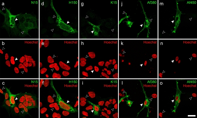 Immunofluorescence labelling of CB1-transfected HEK293 cells (pseudocoloured green) with anti-CB1 polyclonal antibodies N15 (a–c), H150 (d–f), K15 (g–i), Af380 (j–l) and Af450 (m–o), combined with Hoechst’s chromatin staining (pseudocoloured red). Filled and empty arrowheads correspond to transfected and non-transfected cells, respectively. Micrographs are maximum intensity projections of three consecutive optical sections separated by 0.24 μm, obtained by structured illumination microscopy. Scale bar: 20 µm (applies to a–o)
