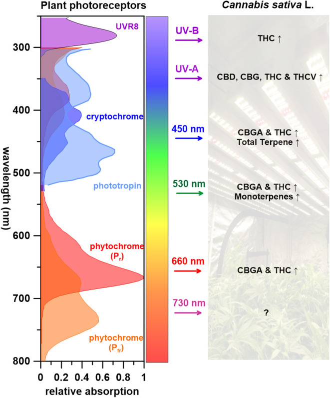 The impact of wavelengths on Cannabis sativa L. PSM responses, with corresponding photoreceptors (↑: increase, Δ: varying depended on light treatments, ↓: decrease, ?: unknown).