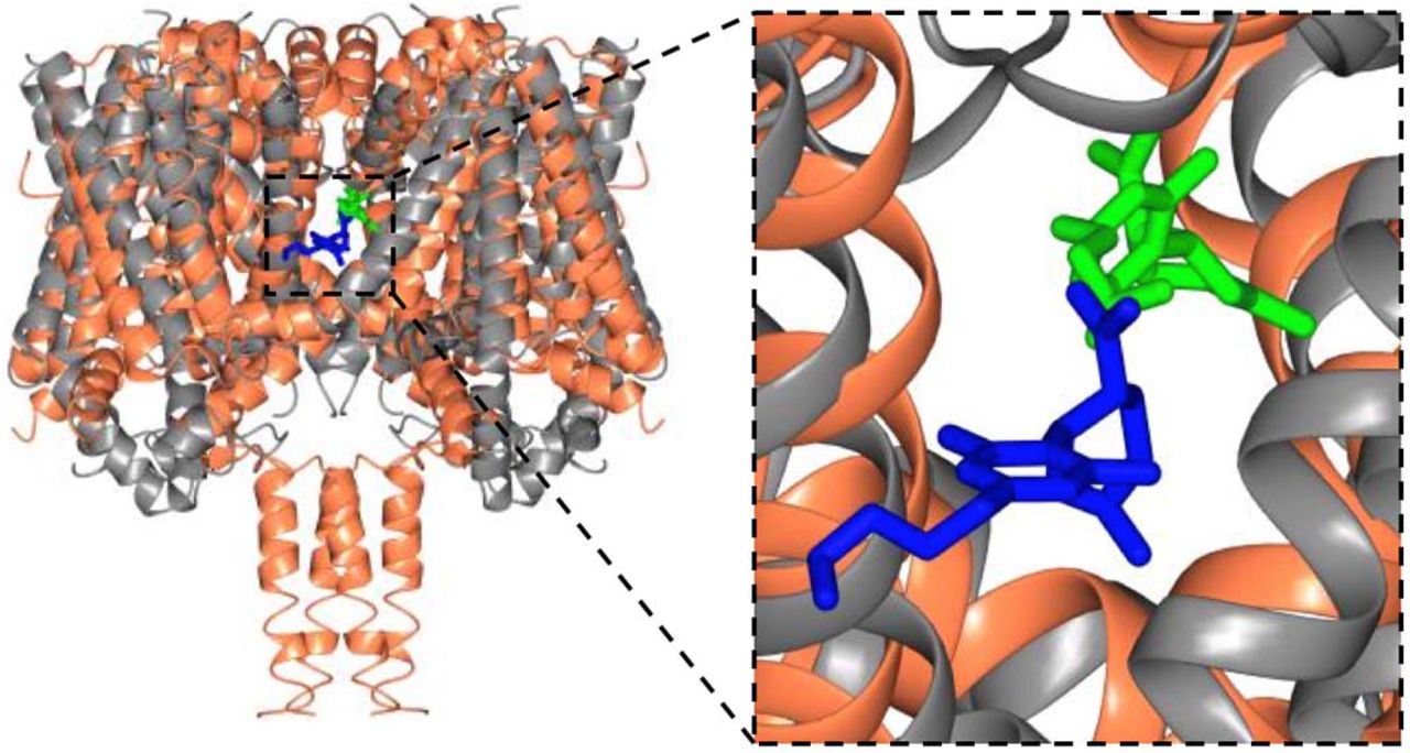 Structural Alignments Between the NavMs-CBD (coral ribbons) Crystal Structure and the TRPV2-CBD cryo-EM Structure (grey ribbons)(Left) Overall alignment of the structures. The TRPV2 structure was trimmed to remove the disordered regions for clarity. The RMSD of the alignment is 4.2 Å. The CBD in NavMs is in green and that in TRPV2 is in blue. CBD in NavMs appears to be located further into the fenestration than it is in TRPV2. (Right) Detailed view of the CBD sites, highlighting the similarity and differences in orientation and location in the two channel types.