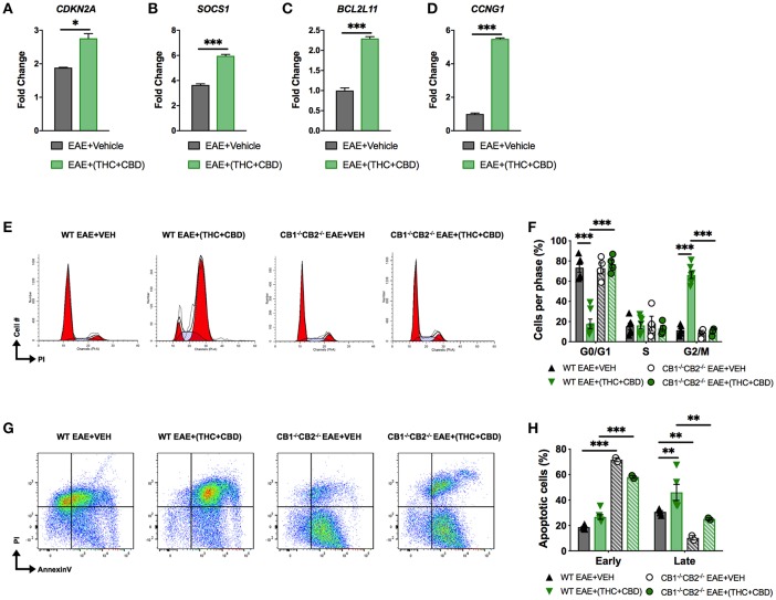 THC+CBD treatment induces cell cycle arrest / apoptosis in brain MNCs. As shown in Figure 1, EAE was induced in naïve mice and treatment with Veh or THC+CBD was initiated at the onset of symptoms. CD4+ T cells and total MNCs were isolated from the brains of mice on day 15 post immunization for gene and cell cycle analysis. (A–D) qRT-PCR validation of miR target genes involved in cell cycle/apoptosis. (E) Representative flow cytometry histograms of PI staining in brain MNCs using ModFit software. (F) Cell cycle phase quantification. (G) Representative flow cytometry pseudocolor plots of brain MNCs in early apoptosis (AnnexinV+ PI−) or late apoptosis (AnnexinV+PI+). (H) Quantification of brain MNCs in early or late apoptosis. Data represented are mean ± SEM. ***p < 0.001, **p < 0.01, *p < 0.05 by unpaired two-tailed T-test (A–D), or two-way ANOVA with a Tukey post hoc test (F,H).