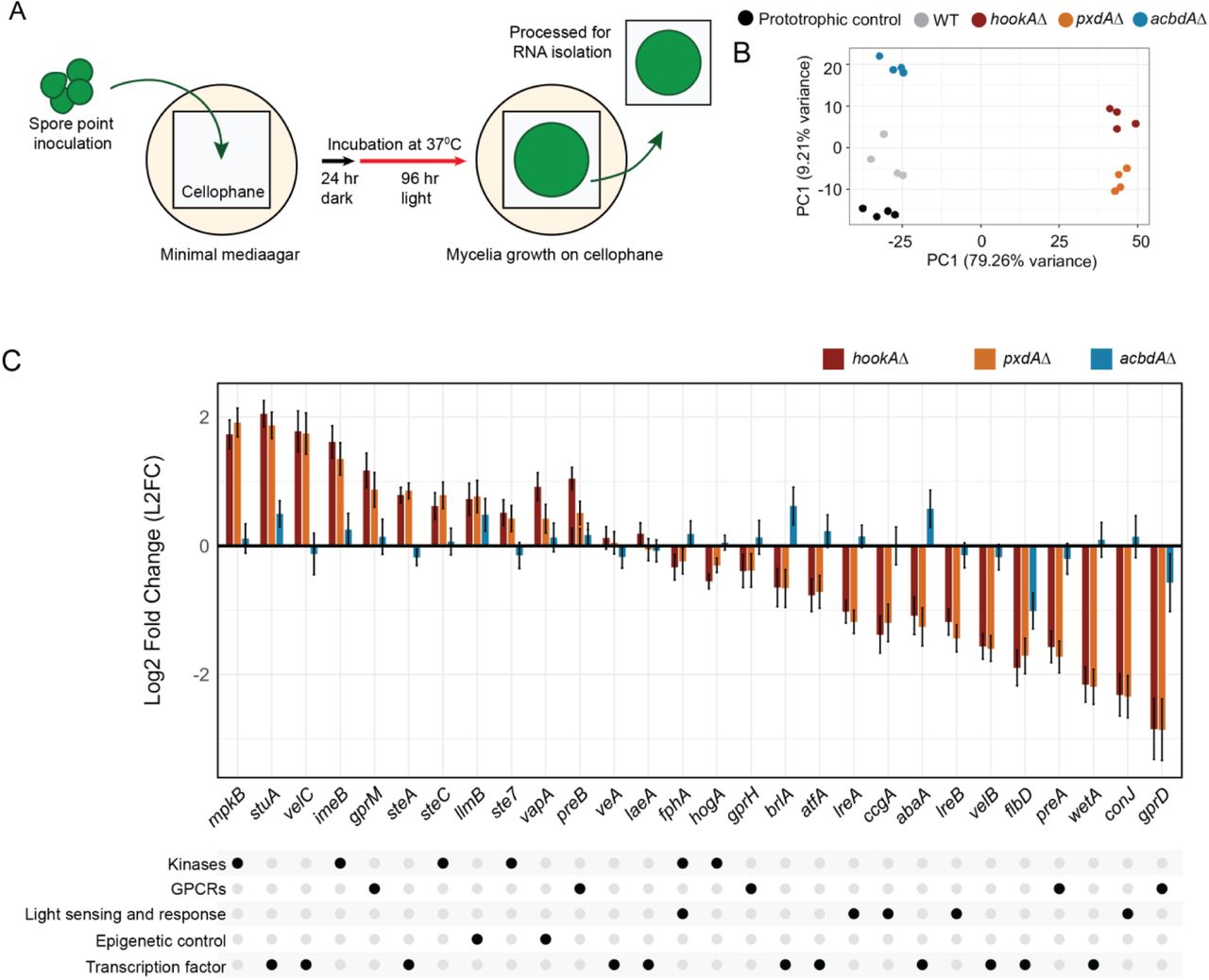 Developmental pathway genes are differentially expressed in the absence of PxdA-marked motile endosomes.(A) Schematic depicting the RNA seq experiment design performed with wild-type, prototrophic control, hookAΔ, pxdAΔ, and acbdAΔ strains. (B) Principal component analysis of all 20 samples. PC1 explains 79.26% of the variance. Wild-type, the prototrophic control, and acbdAΔ strains group together on the negative end of the axis, while hookAΔ and pxdAΔ strains group together on the positive end. Separation between prototrophic control, wild-type and acbdAΔ strains are observed along PC2, which explains 9.21% of the variance. Some separation between hookAΔ and pxdAΔ strains is also observed along PC2, but to a smaller extent than wild-type and acbdAΔ strains. (C) Bar graph of log2 fold-change in gene expression between wild-type and each mutant for a subset of developmental genes. Data represented as mean ± SE (n = 4, biological replicates).
