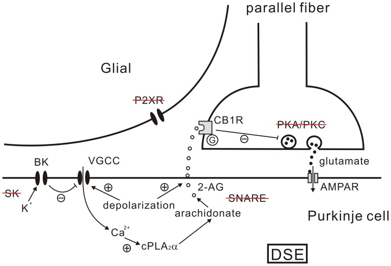 A proposed model for DSE.A proposed model for 2-AG release and DSE at parallel fiber-Purkinje cell synapse. Strikethrough texts show the molecules unrelated to DSE, as demonstrated in the present work. See Discussion for explanation.