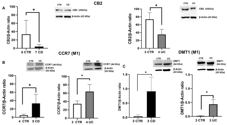 Characterization of CD and UC macrophages. CB2 (A), CCR7 (B), and DMT1 (C) protein expression, determined by Western blot loading 15 μg of total lysate, in macrophages from Crohn’s disease (CD) and ulcerative colitis (UC) patients compared with macrophages from healthy controls (CTR). The most representative images are displayed. The protein bands were detected through Image Studio Digits software and Image Lab Ink software “BIORAD”. Band intensity ratios were quantified relative to CTR samples after normalization to respective controls. Histograms display the relative quantification of CB2, CCR7, and DMT1 expression levels, normalized to the housekeeping protein β-Actin, and presented as mean ± SD from independent experiments on individual samples. Statistical analysis was performed using a t-test. * Indicates p ≤ 0.05 versus CTR.