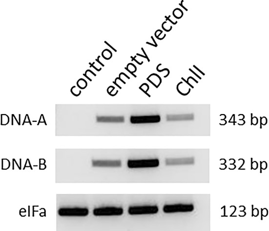 Detection of DNA-A and DNA-B. Genomic DNA was extracted either from PDS- and ChlI-silenced plants five week after inoculation or from control plants. As internal standard eIFa was used to ensure similar amounts of genomic DNA were used for amplification