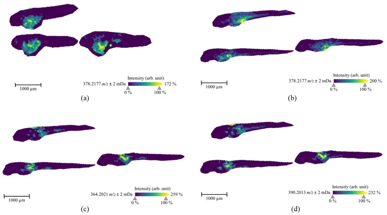 MALDI-MS images of the parent compound (7′N-5F-ADB, m/z 378.2177) in ZF larvae that were treated by aquatic exposure with 50 µM 7′N-5F-ADB for 1 d from 4 dpf to 5 dpf (a) or for 3 d from 2 dpf to 5 dpf (b). The MS images of two metabolites [M5, m/z 364.2021 (c) and M13, m/z 390.2013 (d)] visualized in the slices of B specimen. These metabolites were detected as the most abundant masses in all ZF larvae exposed via various administration routes. The presented sections originate from one representative larva per condition. The images were generated by preparing a colormap from blue (no detection) to yellow (high local concentration), and images were further processed by weak denoising in 96 dpi resolution with 24-bit color.