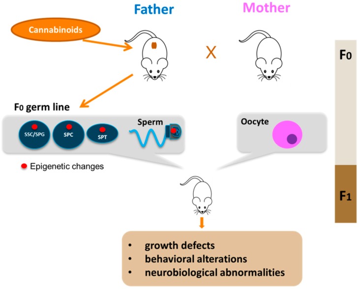 Paternal transmission of cannabinoid-induced epigenetic modifications. Cannabinoid exposure, particularly that during young age, leads to epigenetic alterations in the germline of the father (red circle). The epigenetic aberrations could appear in spermatogonial stem cells (SSC) or in spermatogonia (SPG) and could be maintained during germ cell differentiation in meiotic cells (SPC), haploid cells (SPT) up to sperm. Epigenetic alterations are then transmitted to F1 offspring by sperm with consequences on offspring health.