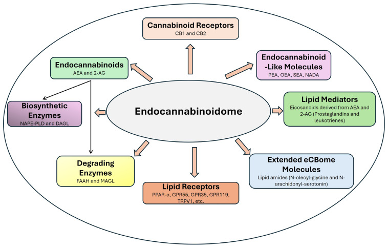 Components of endocannabinoidome. CB1—cannabinoid 1; CB2—cannabinoid 2; AEA—anandamide; 2-AG—2 arachidonylglycerol; NAPE-PLD—N-Acyl-phosphatidylethanolamine phospholipase D; DAGL—diacylglycerol lipase; FAAH—fatty acid amide hydrolase; MAGL—monoacylglycerol lipase; PPAR-α—peroxisome proliferator-activated receptor-alpha; GPR55—G protein coupled receptor 55; GPR35—G protein coupled receptor 55; GPR119—G protein coupled receptor 55; TRPV1—transient receptor potential vanilloid 1; PEA—palmitoylethanolamide; OEA—oleoylethanolamide; SEA—Stearoylethanolamide; NADA—N-arachidonoyl dopamine.