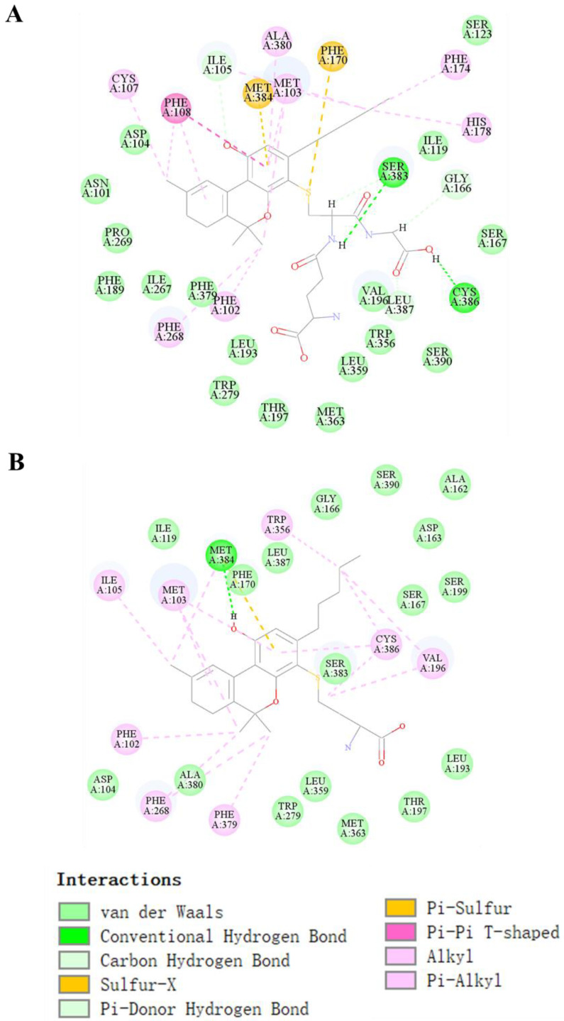 Molecular docking of THC conjugated with GSH (T29) and Cys (T31). The lowest energy docked pose and 2D interaction map in T29 (A) and T30; (B) binding site of the CB1 receptor. Active site residues involved in the interaction are represented in blue. The different colors represent the conjugated bond interactions between the target and ligand molecules.