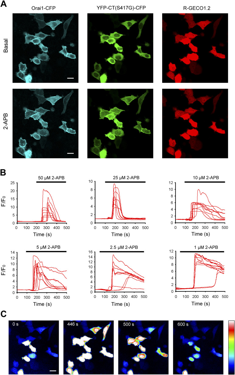 2-APB dose-dependently induced large Ca2+ entry in HeLa cells co-transfected with YFP-CT (S417G)-CFP and Orai1-CFP.HeLa cells were co-transfected with YFP-CT (S417G)-CFP, Orai1-CFP, and CMV-R-GECO1.2 constructs. After 48 h, live cells were examined in a confocal microscope. (A) Representative confocal images of HeLa cells coexpressing YFP-CT (S417G)-CFP, Orai1-CFP, and CMV-R-GECO1.2 before and after application of 50 μM 2-APB. (B) Different concentrations of 2-APB–induced Ca2+ influx reported by the red genetically encoded Ca2+ indicator CMV-R-GECO1.2. (C) Representative fluorescence pseudo-color images of CMV-R-GECO1.2 in live cells before and after application of 50 μM 2-APB were obtained at 0, 446, 500, and 600 s, respectively. Bar = 10 μm.