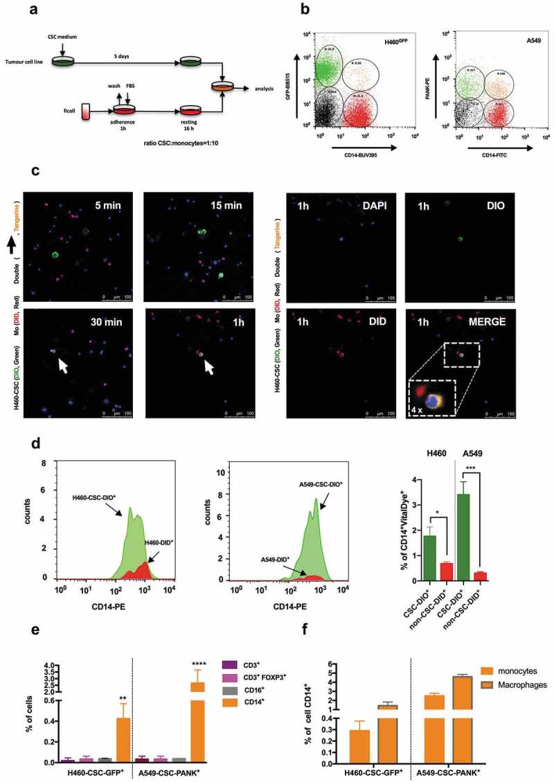 Co-culture in vitro of cancer stem cells and human monocytes generates hybrid cells.