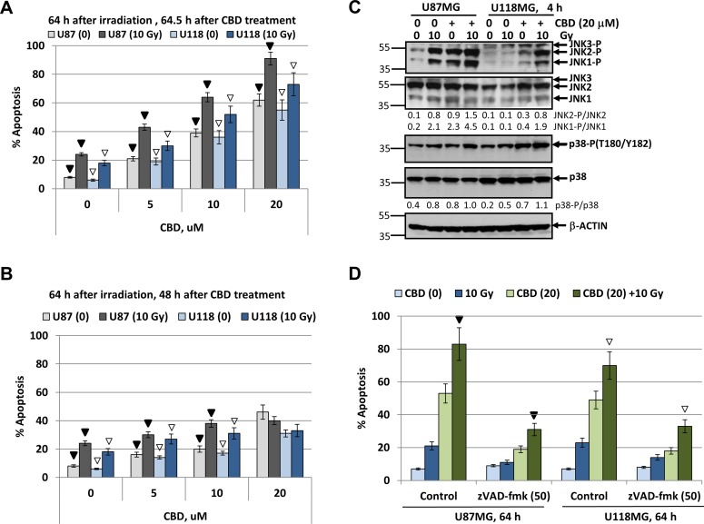 Upregulation of radiation-induced apoptosis in U87MG and U118MG glioblastoma cells by CBD is dependent from CBD pretreatment before irradiation(A, B) Cell cycle-apoptosis analysis of U87MG and U118MG cells 64 h after indicated treatments. The experiments were performed as described in Figure 2C and 2D but with an increased final concentration of CBD (20 µM) and dose of γ-irradiation (10 Gy). CBD was added to the cell cultures 30 min before irradiation for panel A or 24 h after irradiation (for panel B). Cells were stained with PI, and DNA content in the cell nuclei was determined using the flow cytometry. Effects of small molecule inhibitors, SP600125 (20 µM) and SB203580 (20 µM), on CBD-induced (20 µM) apoptosis was detected. The pooled results of four independent experiments are presented. Error bars represent means ± S.D. (p < 0.05, Student’s t-test). In panel A, black arrows indicate a significant increase in the apoptotic levels of U87MG cells pre-treated by 0–20 µM CBD that followed by γ-irradiation (10 Gy); open arrows indicate similar changes in U118MG cells. In panel B, black arrows and open arrows indicate significant differences in radiation-induced apoptotic levels after treatment by CBD 24 h after irradiation for U87MG and U118MG, respectively. (C) Western blot analysis of signaling proteins after treatment of U87MG and U118MG cells by CBD (20 µM) and γ-irradiation (10 Gy), alone or in combination. CBD pretreatment was performed 0.5 h before γ-irradiation. (D) Effect of pancaspase inhibitor zVAD-fmk (50 µM) on apoptosis induced by combined treatment of CBD (20 µM) and γ-irradiation (10 Gy). Black arrow indicates significant effects of zVAD-fmk on apoptosis in U87MG cells, open arrows - in U118MG cells.