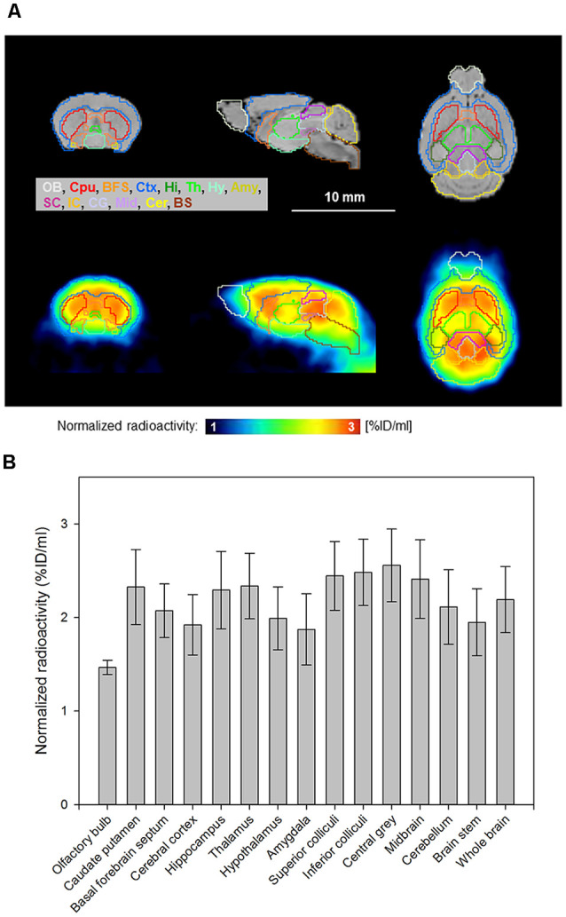 [18F]MK-9470 accumulation in the mouse brain as measured with PET. PET images were summed from 40 to 60 min and co-registered to a T2-weighted magnetic resonance template (PMOD Technologies LLC, Zurich, Switzerland). The radioactivity concentration of the ligand in tissue was normalized to the injected radioactivity for each mouse and averaged over the entire group (n = 5; injected radioactivity: 6.6 ± 1.1 MBq, anesthesia: 2% isoflurane, data acquisition: 60 min). (A) Horizontal brain layers of magnetic resonance images (MRI) and PET images are passing through the interaural line from 6 to 0 mm. T2-weighted magnetic resonance template images are presented as anatomic reference. (B) Region-specific accumulation of [18F]MK-9470 in the mouse brain as obtained from standardized VOIs (PMOD Technologies LLC, Zurich, Switzerland). Results are presented as mean ± standard deviation.